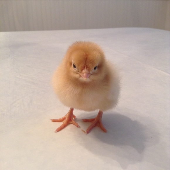 Meet your Posher, Sofie - Picture 1 of 1